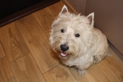 22217748_1497334787026641_532553788_o