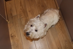 22217826_1497334697026650_1039108555_o