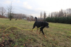 IMG_1003 (2)
