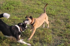 IMG_3001 (3)