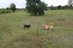 IMG_3003 (3)