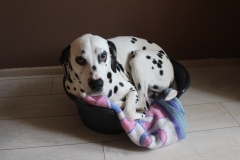 IMG_3448