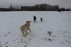 IMG_5537