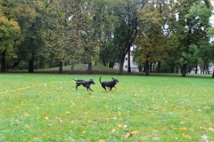 IMG_6002 (2)