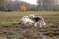 IMG_6002 (3)