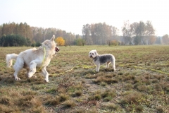 IMG_6003 (3)