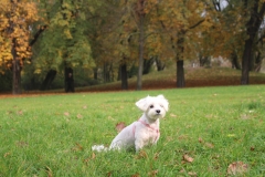 IMG_7001 (2)