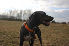 IMG_8529