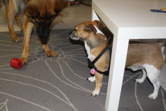 Projekt bez tytułu (2)